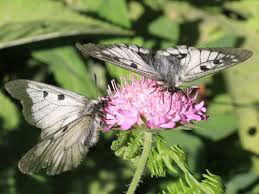 Attēlu rezultāti vaicājumam “Parnassius mnemosyne underside”