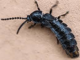 Attēlu rezultāti vaicājumam “Phosphaenus hemipterus”