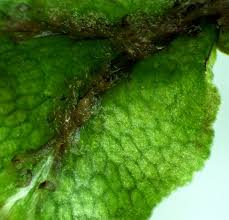 Attēlu rezultāti vaicājumam “Conocephalum salebrosum”