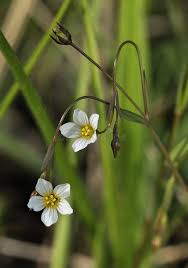 Attēlu rezultāti vaicājumam “Linum catharticum flower”