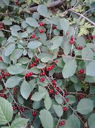 Attēlu rezultāti vaicājumam “Lonicera xylosteum fruit”