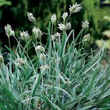 Attēlu rezultāti vaicājumam “Sesleria caerulea fruit”