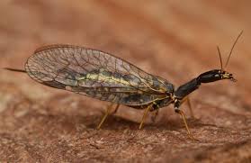 Attēlu rezultāti vaicājumam “Raphidioptera imago”