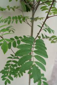 Attēlu rezultāti vaicājumam “Sorbus aucuparia leaf”