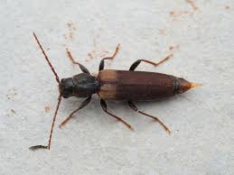 Attēlu rezultāti vaicājumam “Tetropium fuscum”