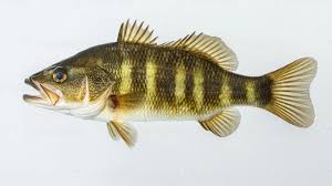 Image result for Micropterus salmoides