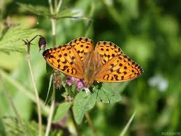 Attēlu rezultāti vaicājumam “Argynnis aglaja upperside”