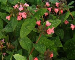Attēlu rezultāti vaicājumam “Pulmonaria saccharata”