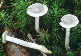 Attēlu rezultāti vaicājumam “Cantharellula umbonata”