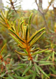 Attēlu rezultāti vaicājumam “Ledum palustre leaf”