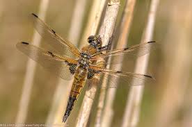 Attēlu rezultāti vaicājumam “Libellula quadrimaculata exuvia”