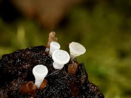 Attēlu rezultāti vaicājumam “Hymenoscyphus imberbis”