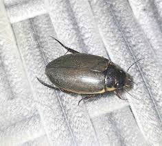 Attēlu rezultāti vaicājumam “Colymbetes striatus”