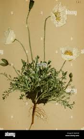 Image result for Alpenmohn