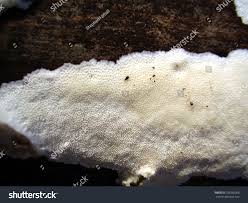 Attēlu rezultāti vaicājumam “Trechispora mollusca”