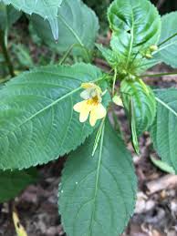 Attēlu rezultāti vaicājumam “Impatiens parviflora”