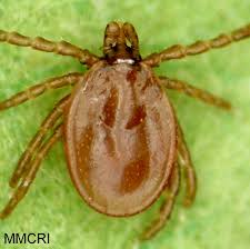 Attēlu rezultāti vaicājumam “Ixodes female”