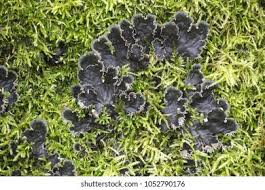 Attēlu rezultāti vaicājumam “Peltigera polydactylon”