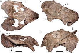 Attēlu rezultāti vaicājumam “Didymium spongiosum”