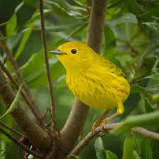 Image result for Dendroica petechia