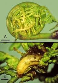 Attēlu rezultāti vaicājumam “Dryopteris expansa”
