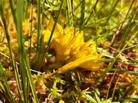 Attēlu rezultāti vaicājumam “Badhamia lilacina”