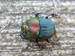 Attēlu rezultāti vaicājumam “Aphodius sp. imago”