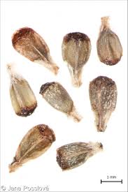 Attēlu rezultāti vaicājumam “Lamium album”