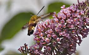 Attēlu rezultāti vaicājumam “Hemaris fuciformis”