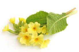 Image result for Schlüsselblumen