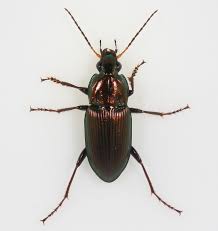 Attēlu rezultāti vaicājumam “Poecilus cupreus”