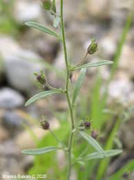 Attēlu rezultāti vaicājumam “Microrrhinum minus leaf”