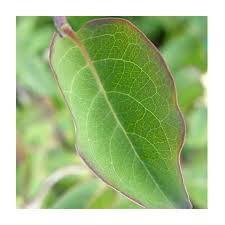 Attēlu rezultāti vaicājumam “Lonicera caprifolium”