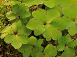 Attēlu rezultāti vaicājumam “Hepatica nobilis leaf”