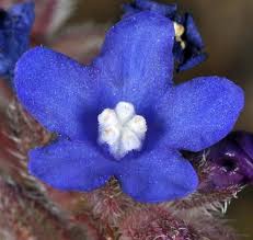 Attēlu rezultāti vaicājumam “Anchusa arvensis flower”