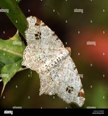 Attēlu rezultāti vaicājumam “Macaria notata”