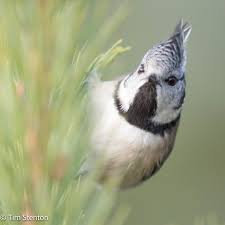 Attēlu rezultāti vaicājumam “Lophophanes cristatus”