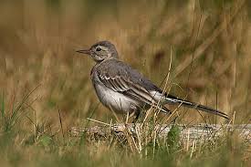 Attēlu rezultāti vaicājumam “Motacilla alba juvenile”