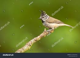 Attēlu rezultāti vaicājumam “Lophophanes cristatus adult”