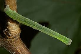 Attēlu rezultāti vaicājumam “Cyclophora annularia”