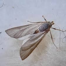 Attēlu rezultāti vaicājumam “Crambidae”