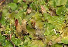 Attēlu rezultāti vaicājumam “Aneura pinguis”