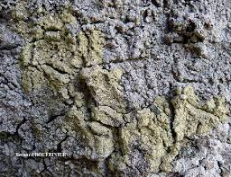 Attēlu rezultāti vaicājumam “Pertusaria flavida”