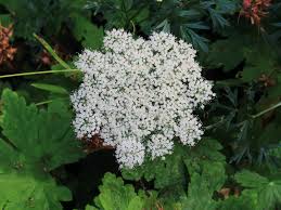 Attēlu rezultāti vaicājumam “Cenolophium denudatum”