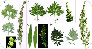 Image result for Artemisia vulgaris