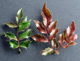 Attēlu rezultāti vaicājumam “Mahonia aquifolium leaf”