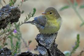 Image result for Hippolais olivetorum