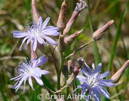 Attēlu rezultāti vaicājumam “Lactuca tatarica flower”