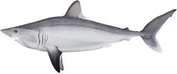 Image result for Lamna nasus