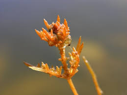 Attēlu rezultāti vaicājumam “Chara tomentosa”